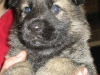 Fico Kiridesja 4 wkn